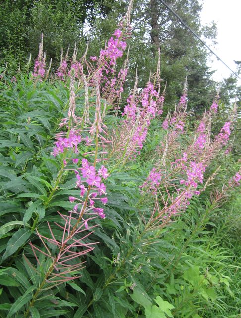 Fireweed (Chamerion angustifolium)