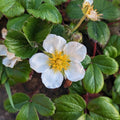 Coastal Strawberry (Fragaria chiloensis)