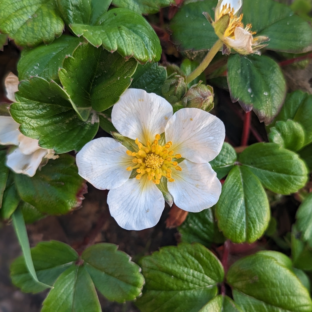 Coastal Strawberry (Fragaria chiloensis)