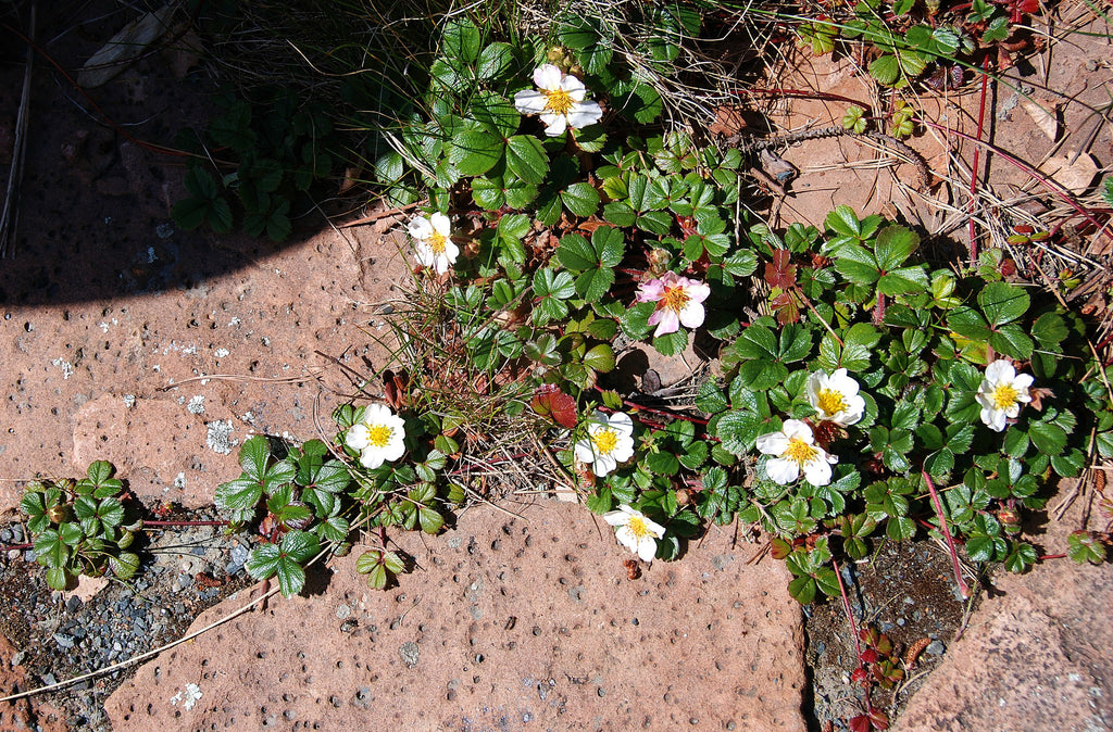 Coastal Strawberry (Fragaria chiloensis)