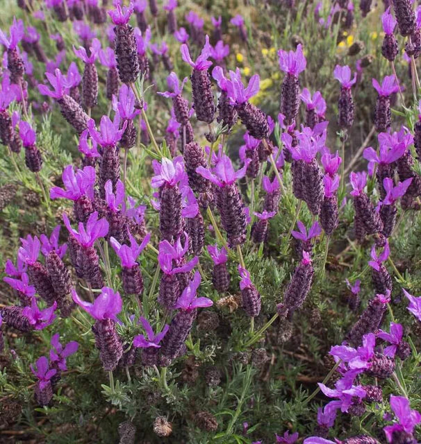 Lavender (Lavendula angustifolia)