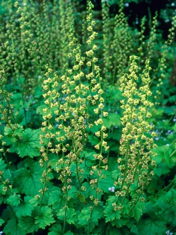Fringe Cup (Tellima grandiflora)