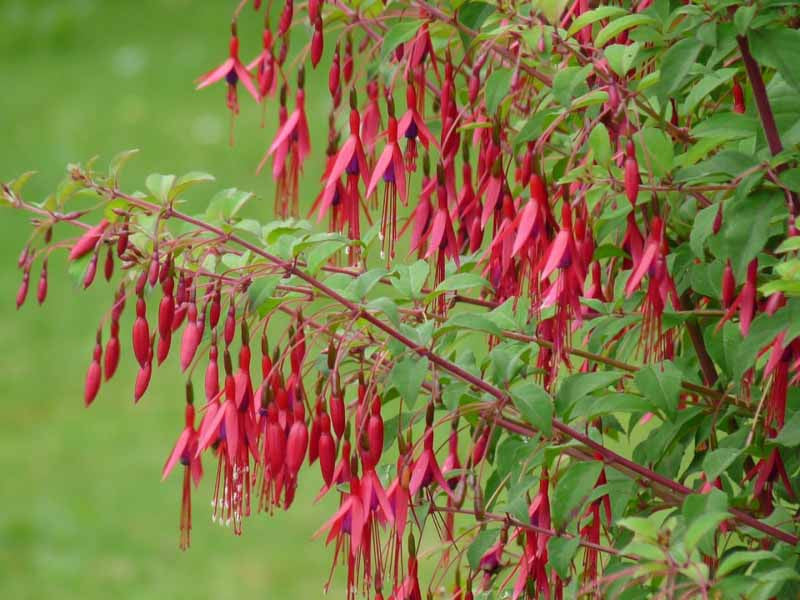 Fuschia (Fuchsia magellanica)