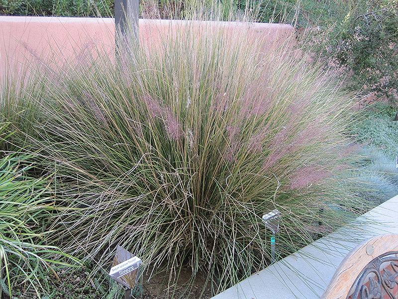 Muhlies (Muhlenbergia spp.)