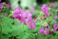 Bigroot Geranium (Geranium macrorrhizum)