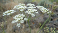 Gairdner's Yampah (Perideridia gairdneri)