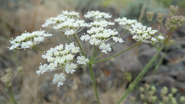 Gairdner's Yampah (Perideridia gairdneri)