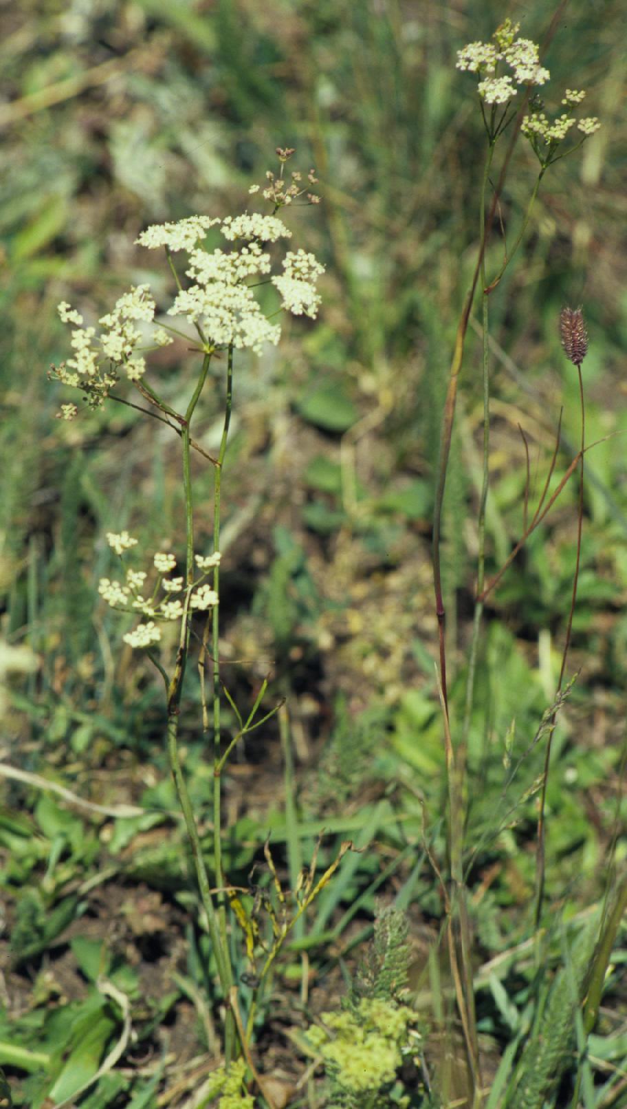 Gairdner's Yampah (Perideridia gairdneri)