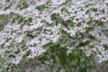 German Statice (Goniolimon tataricum)
