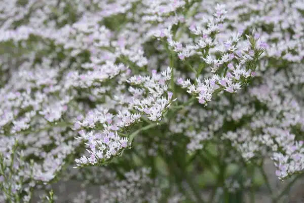 German Statice (Goniolimon tataricum)