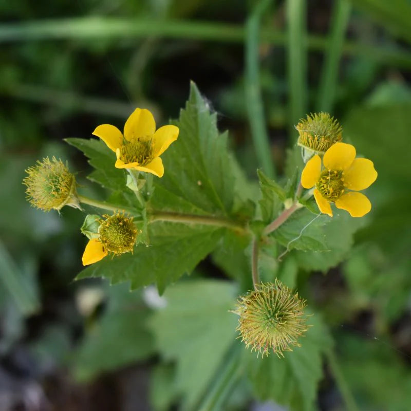 Large-leaved avens (Geum macrophyllum)