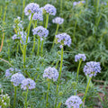 Bluehead Gilia (Gilia capitata)