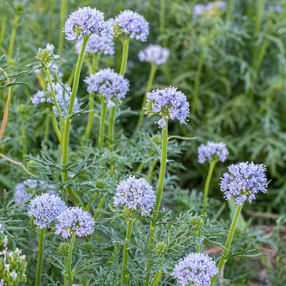 Bluehead Gilia (Gilia capitata)