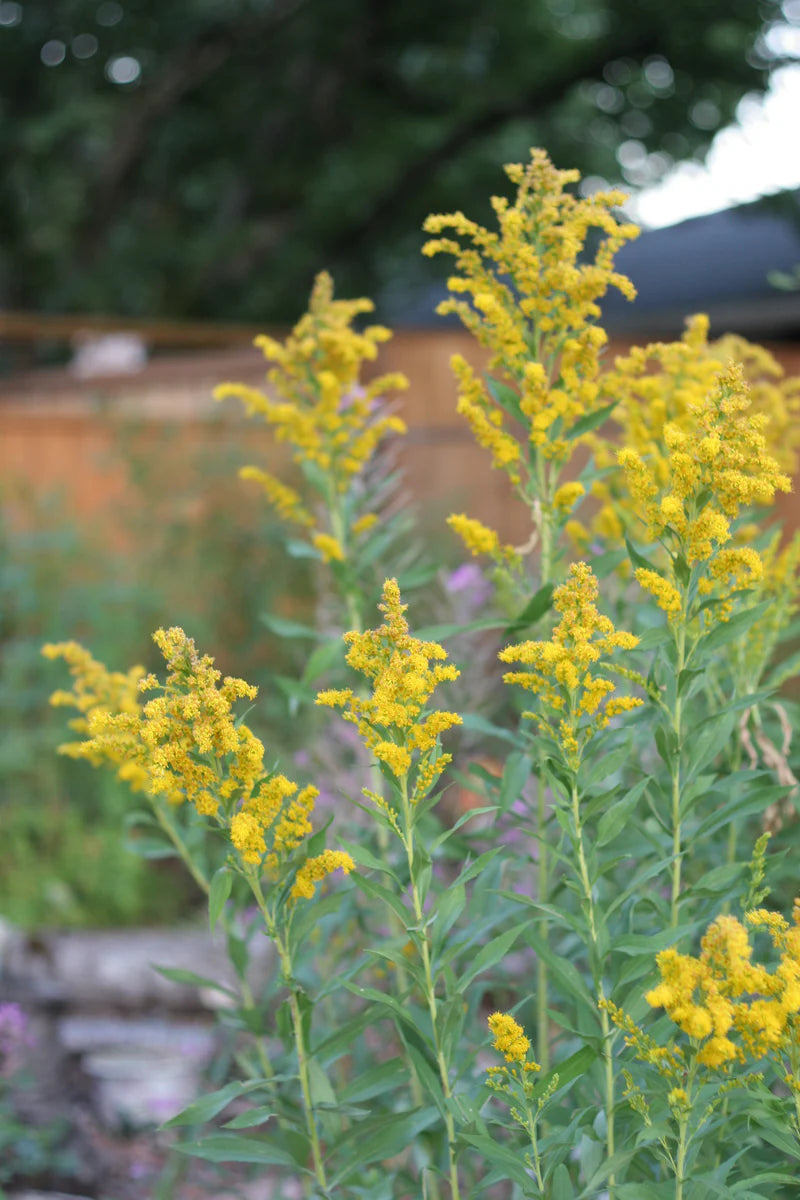 Canada Goldenrod (Solidago canadensis)