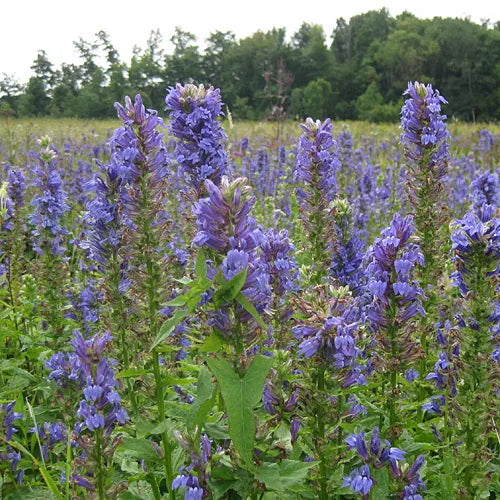 Great Blue Lobelia (Lobelia siphilitica)