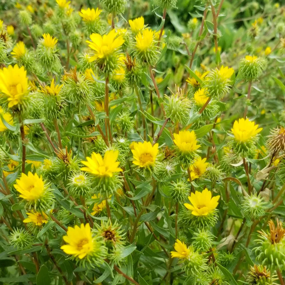 Gumweed (Grindelia integrifolia)