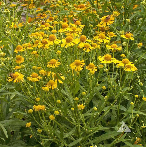 Autumn Sneezeweed (Helenium autumnale)