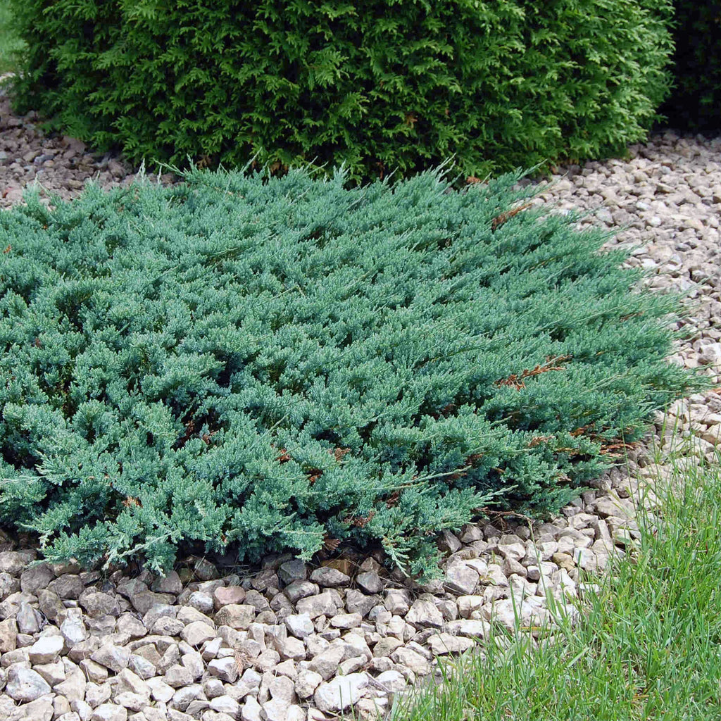 Creeping Juniper (Juniperus horizontalis)