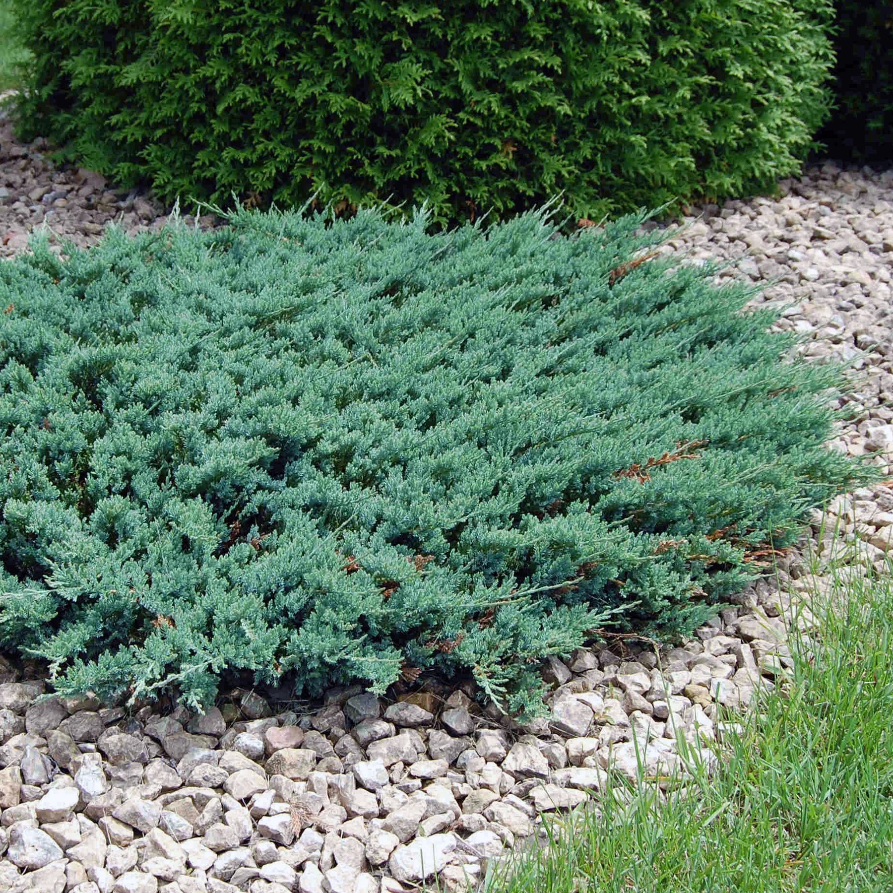 Creeping Juniper (Juniperus horizontalis)
