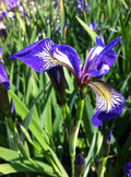 Blue Flag Iris (Iris versicolor)