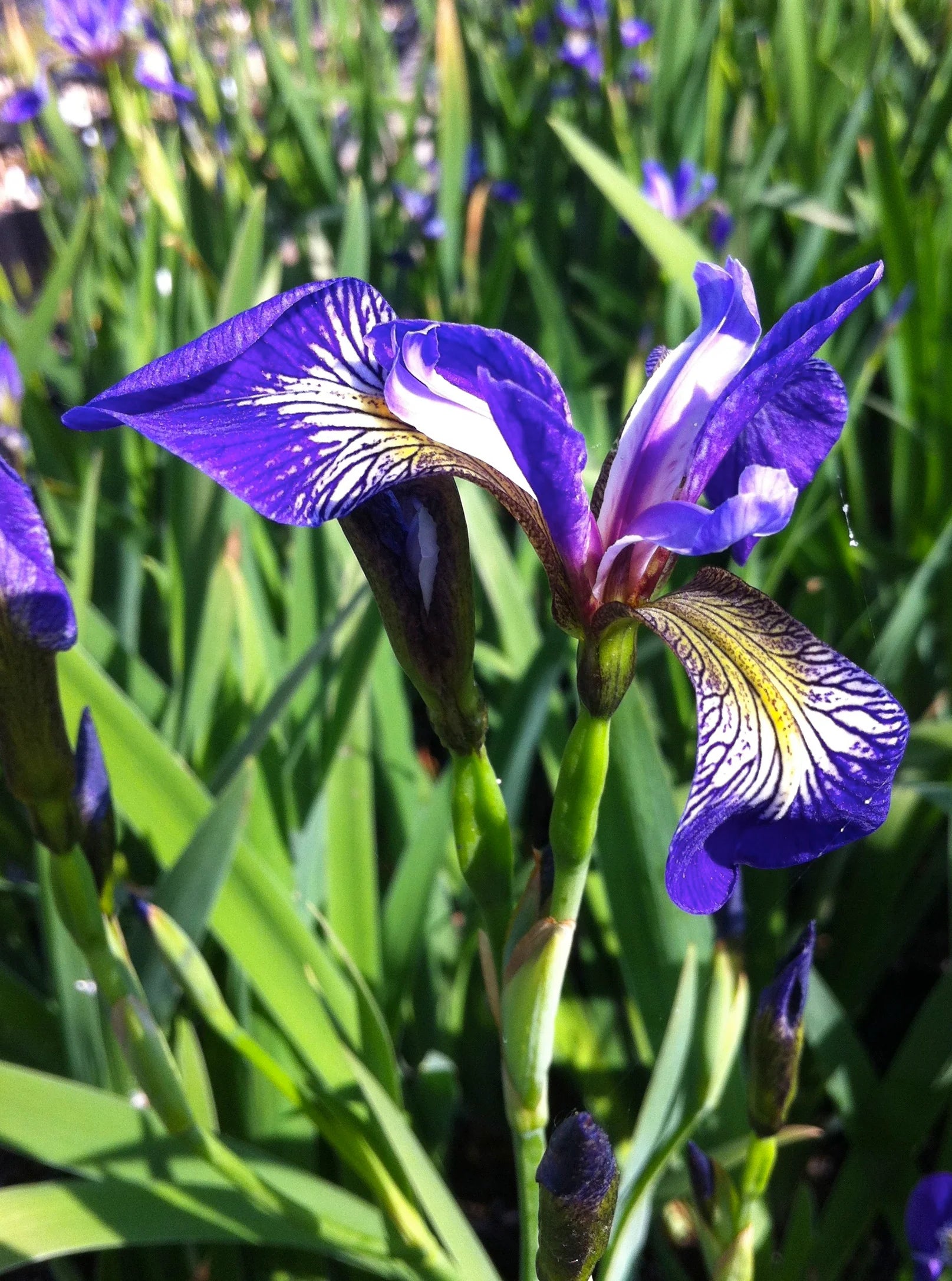 Blue Flag Iris (Iris versicolor)