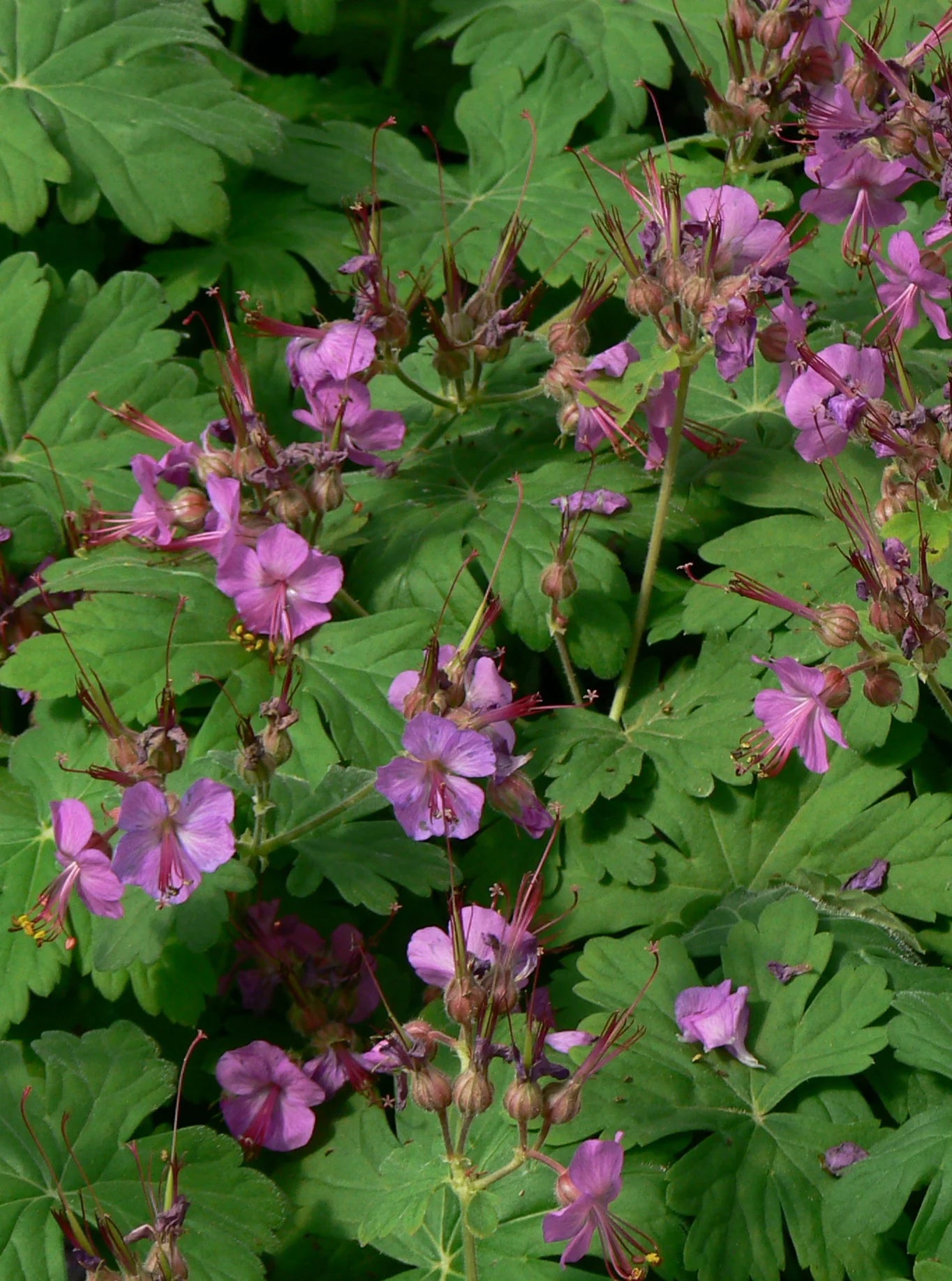 Bigroot Geranium (Geranium macrorrhizum)