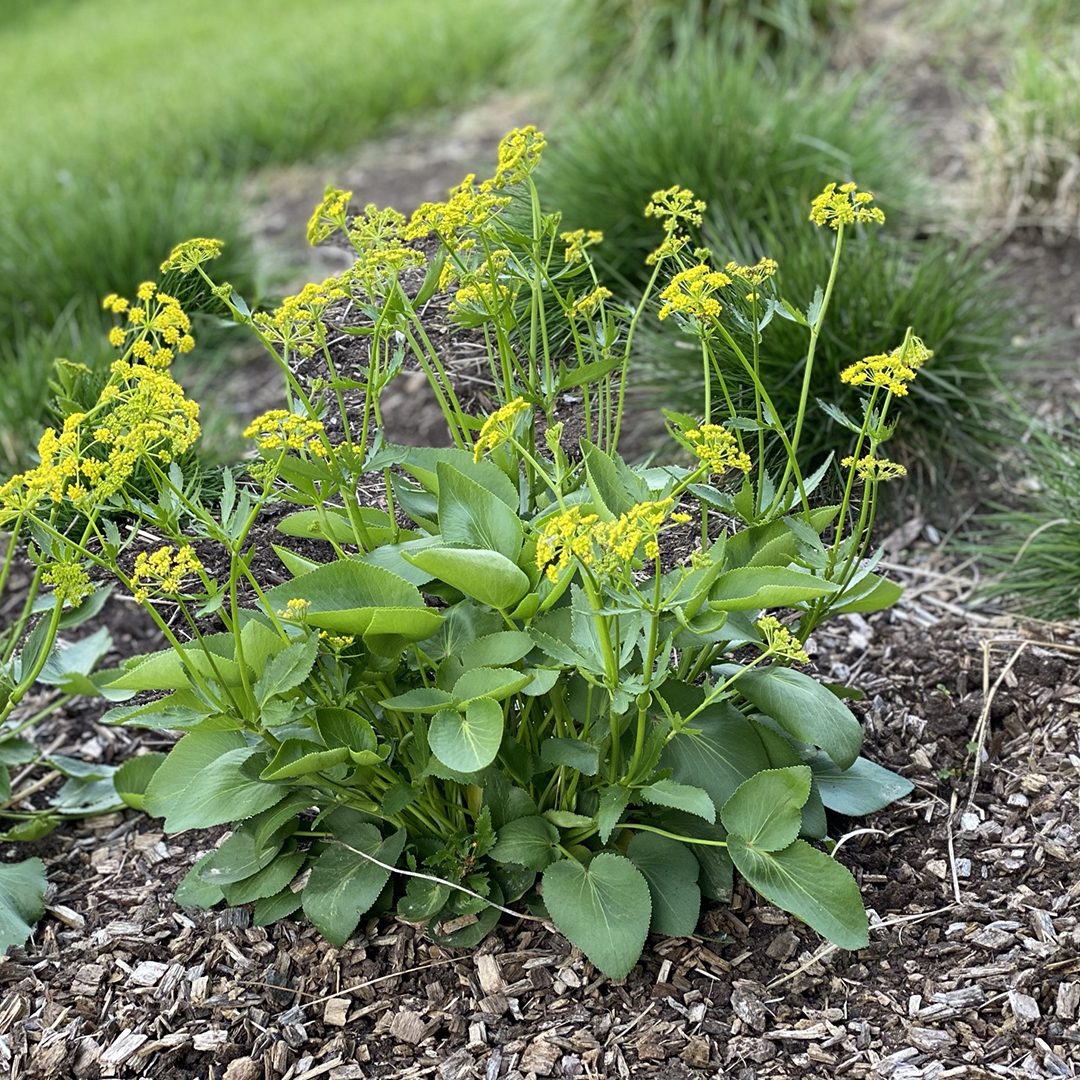 Heart-Leaved Meadow-Parsnip (Zizia aptera)