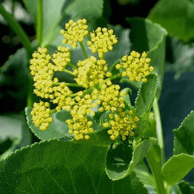 Heart-Leaved Meadow-Parsnip (Zizia aptera)