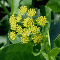 Heart-Leaved Meadow-Parsnip (Zizia aptera)