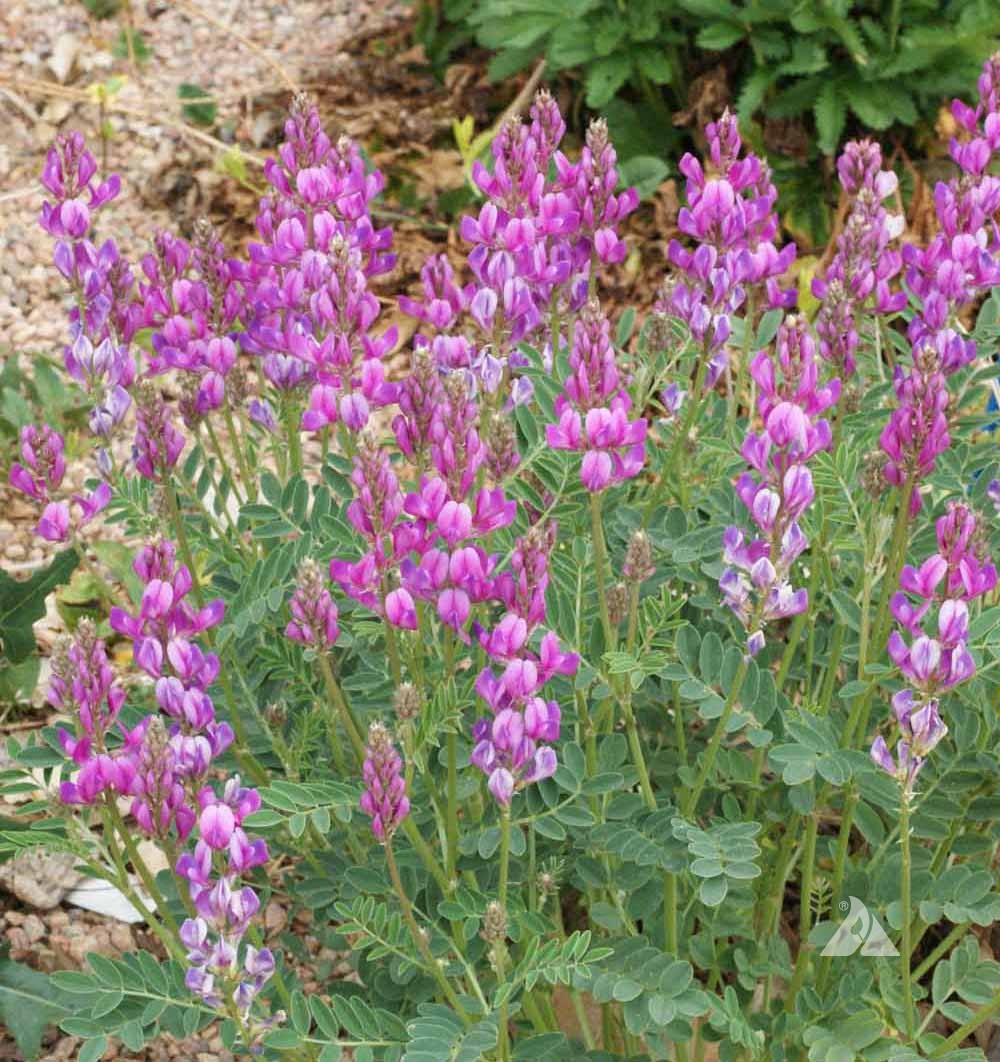 Northern Sweetvetch (Hedysarum boreale)