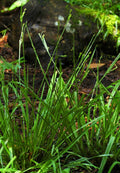 Henderson's Sedge (Carex hendersonii)