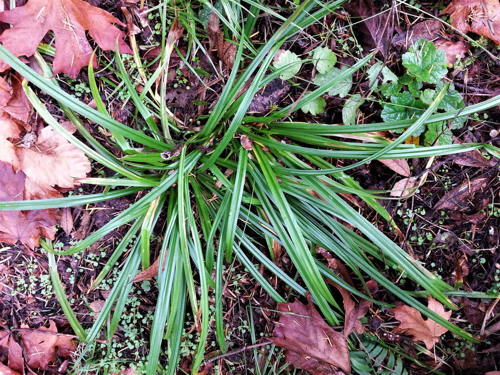 Henderson's Sedge (Carex hendersonii)