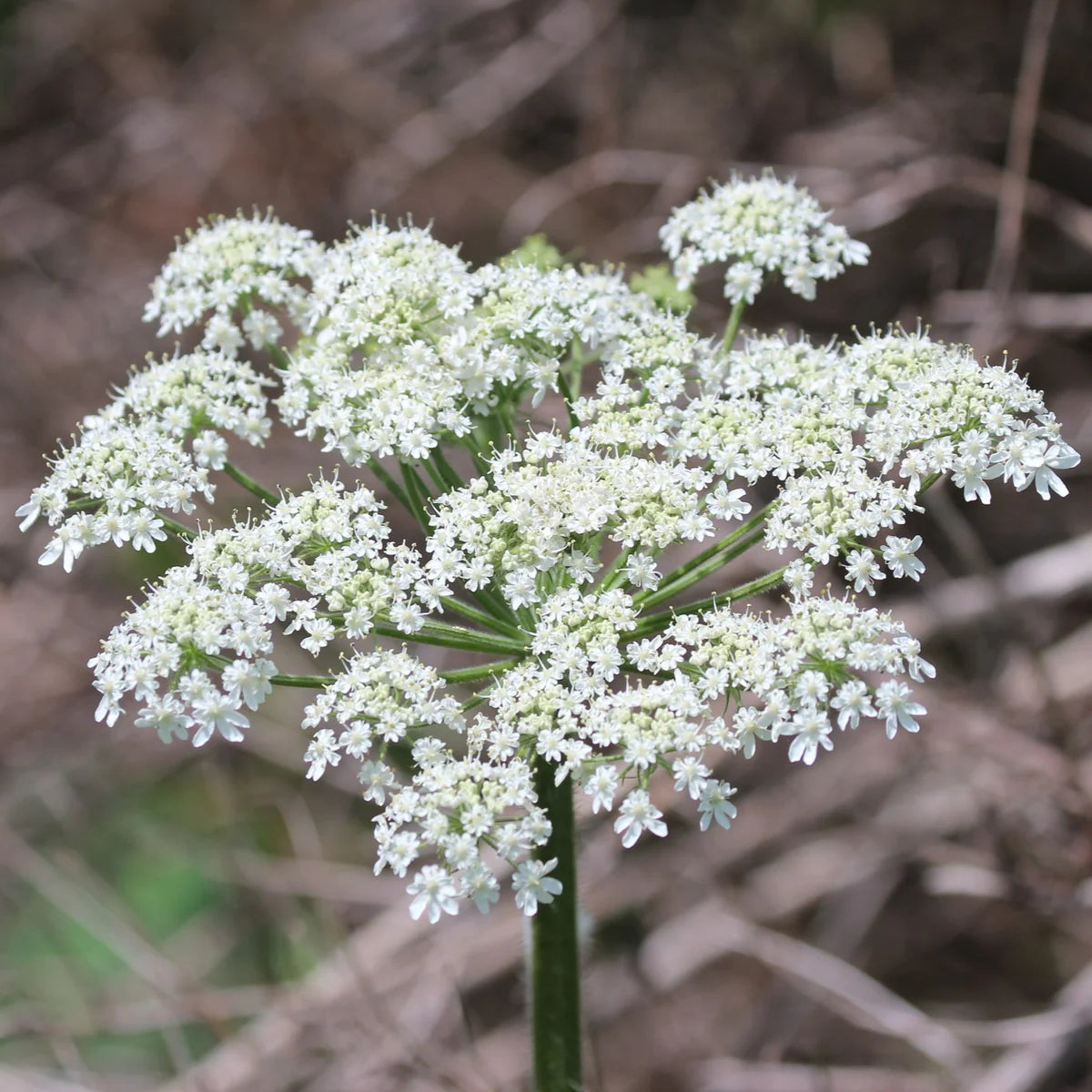 Cow Parsnip (Heracleum maximum)