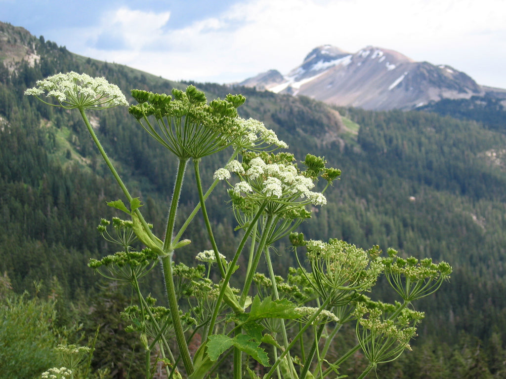 Cow Parsnip (Heracleum maximum)