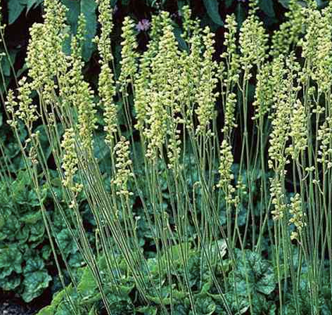 Roundleaf Alumroot (Heuchera cylindrica)