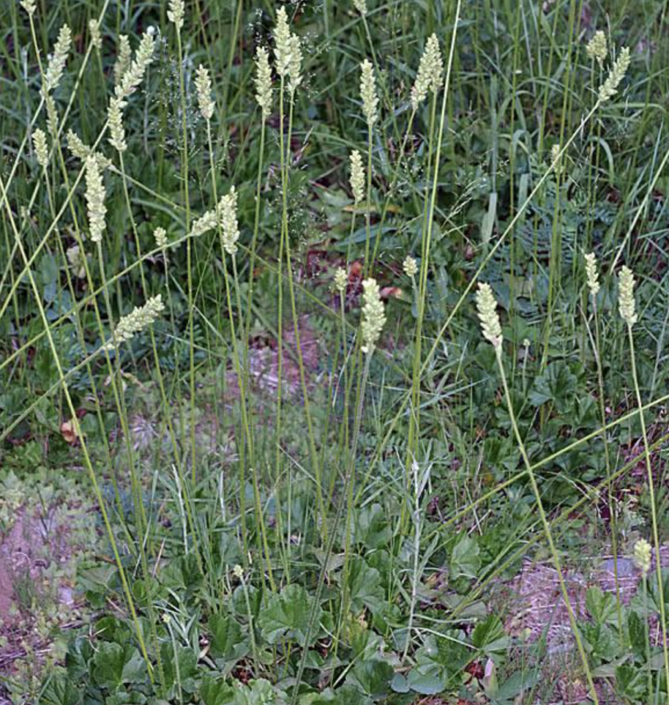 Green-flowered/Meadow Alumroot (Heuchera chlorantha)