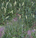 Green-flowered/Meadow Alumroot (Heuchera chlorantha)