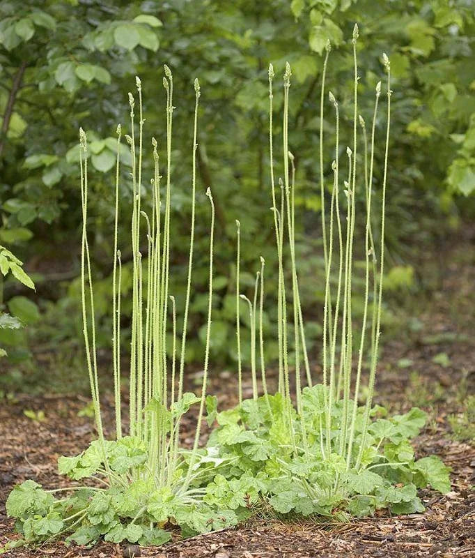 Green-flowered/Meadow Alumroot (Heuchera chlorantha)