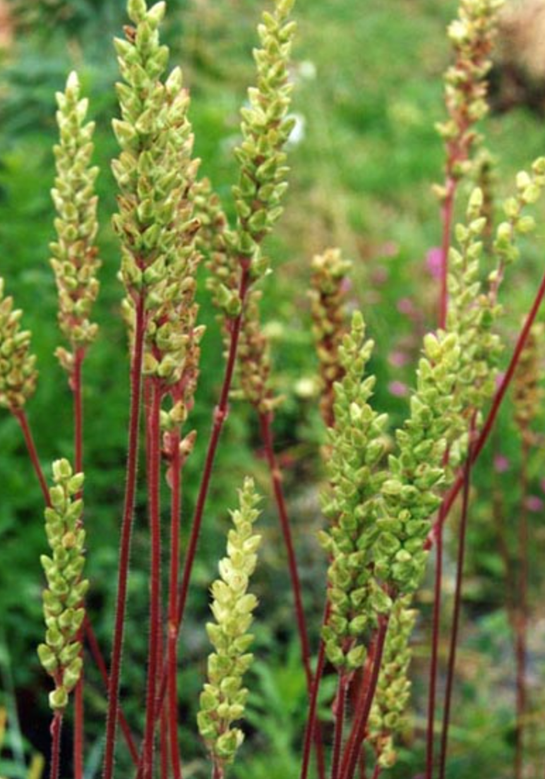 Green-flowered/Meadow Alumroot (Heuchera chlorantha)