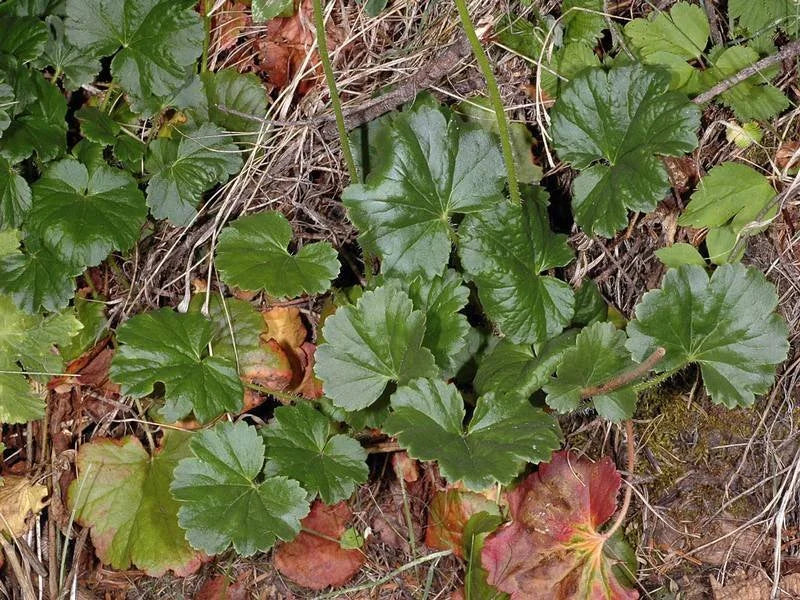 Green-flowered/Meadow Alumroot (Heuchera chlorantha)