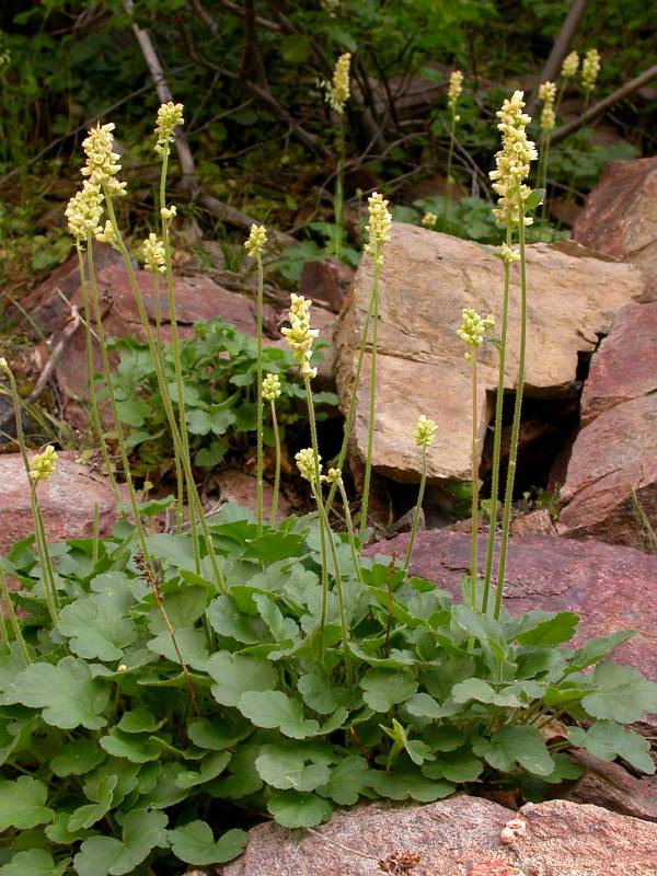 Roundleaf Alumroot (Heuchera cylindrica)