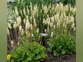 Roundleaf Alumroot (Heuchera cylindrica)