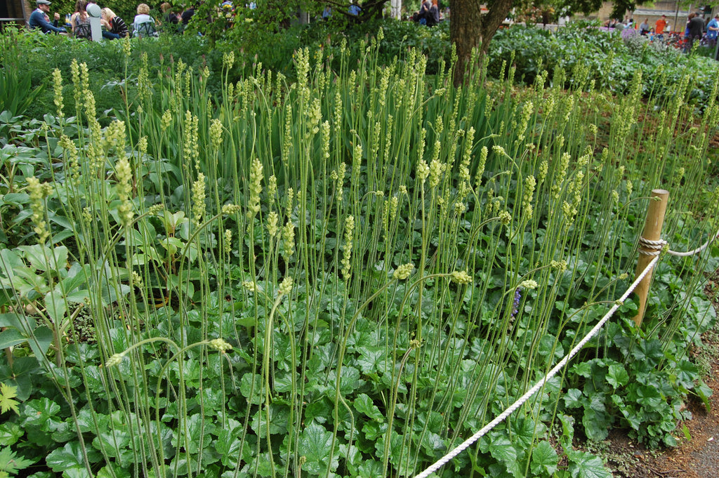 Roundleaf Alumroot (Heuchera cylindrica)