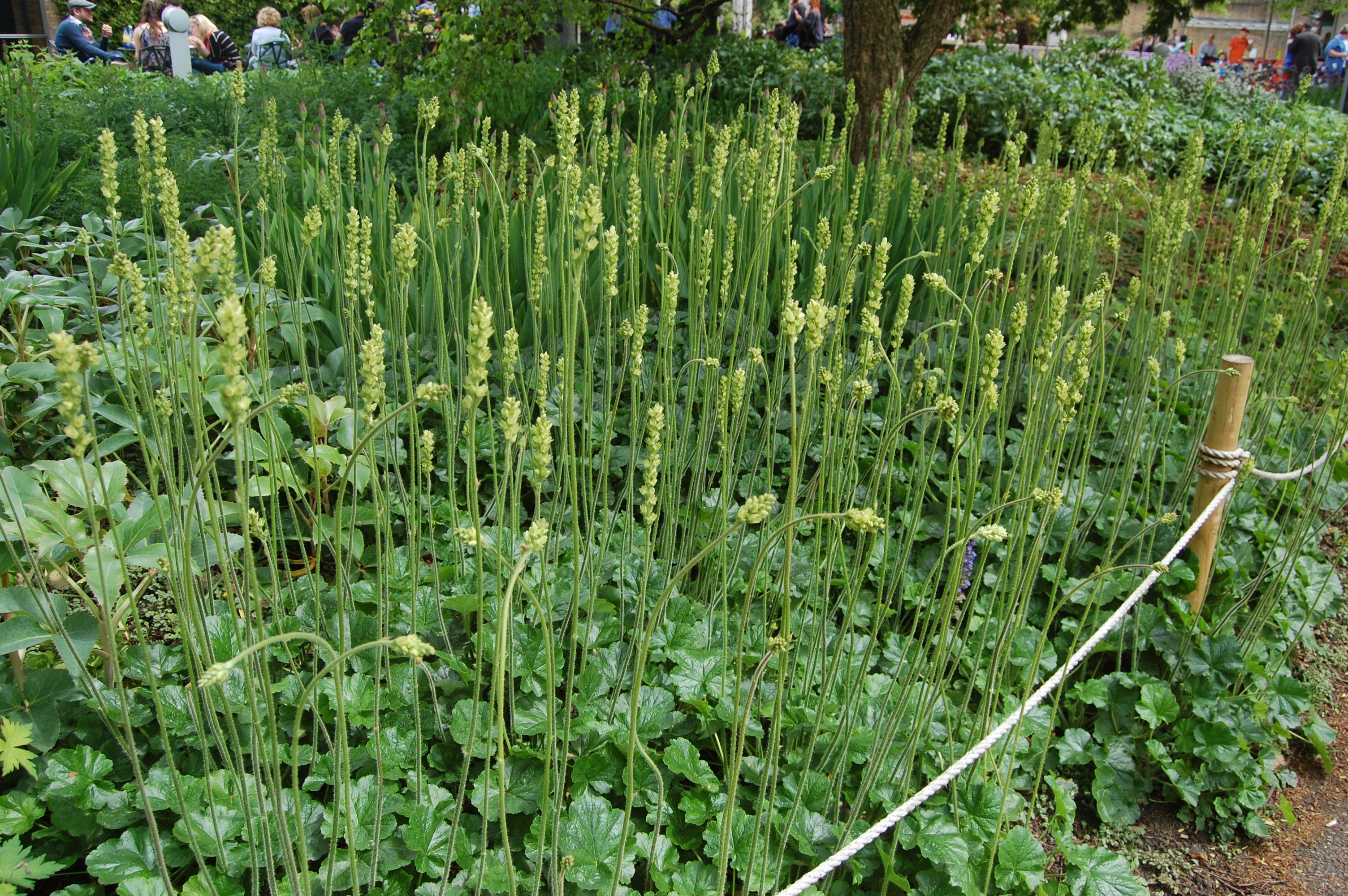 Roundleaf Alumroot (Heuchera cylindrica)