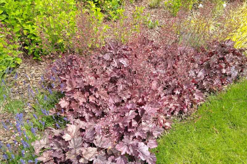 Crevice Alumroot (Heuchera micrantha)