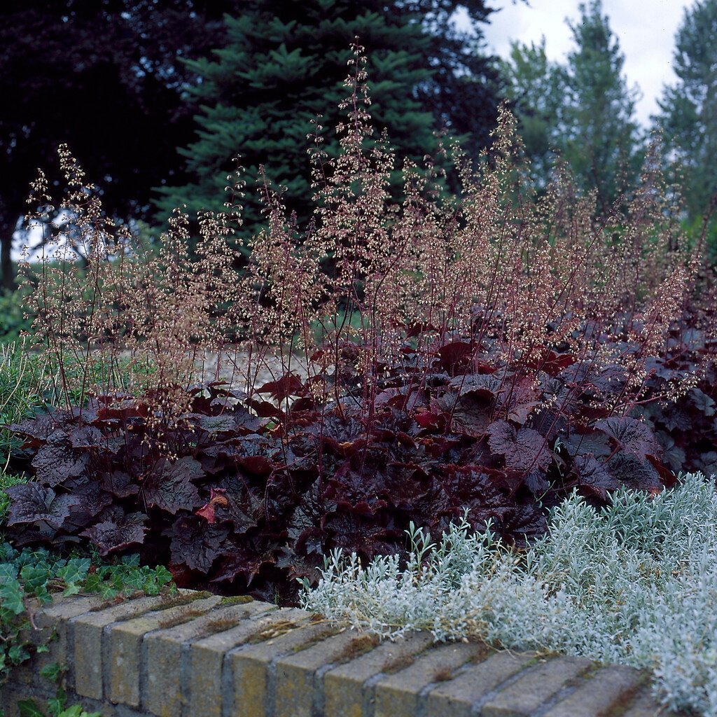 Crevice Alumroot (Heuchera micrantha)