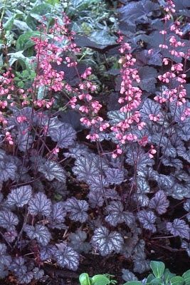 Crevice Alumroot (Heuchera micrantha)