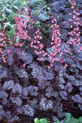 Crevice Alumroot (Heuchera micrantha)