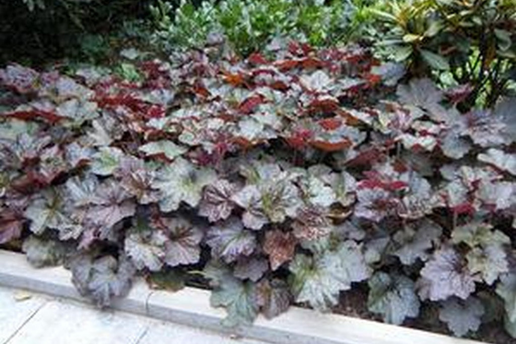 Crevice Alumroot (Heuchera micrantha)
