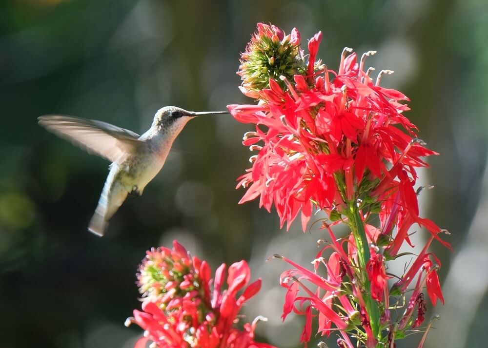 Cardinal Flower (Lobelia cardinalis)